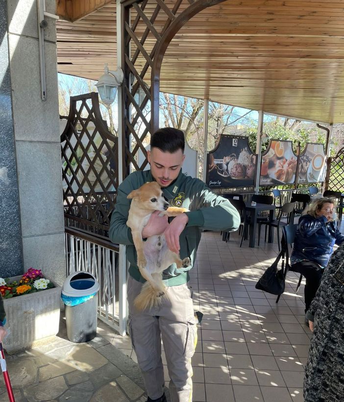 Cane sollevato dal padrone