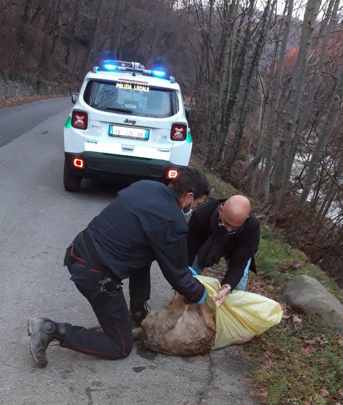 Lupo femmina investito Angrogna 22 dicembre 2020