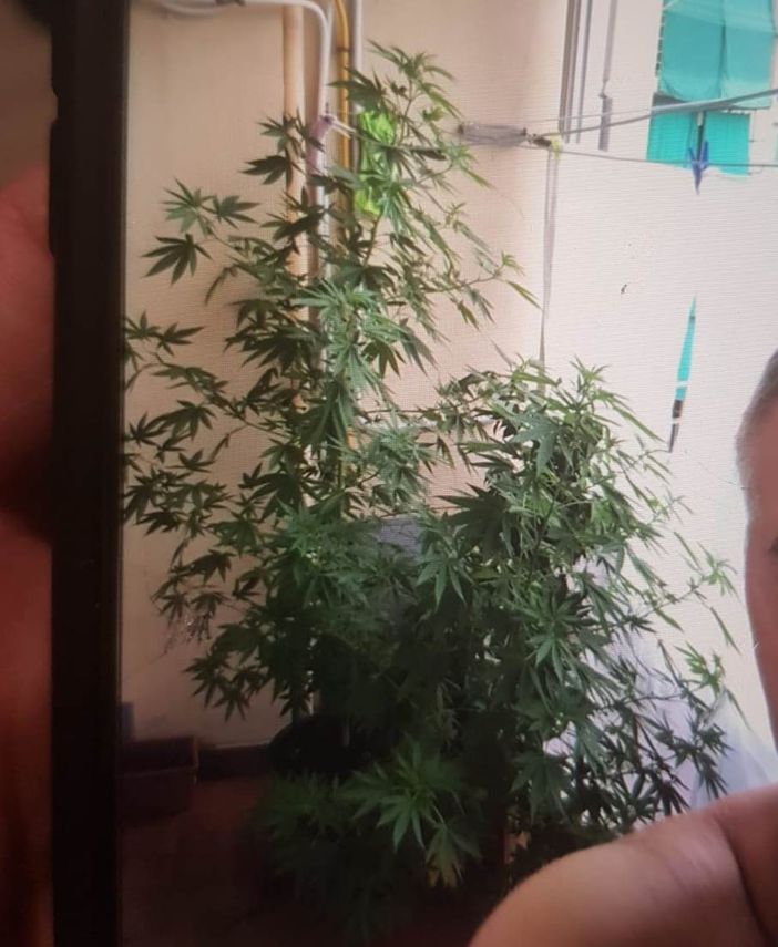 Padre e figlio arrestati per spaccio, un selfie con le piantine di marijuana li incastra Padre e figlio arrestati per spaccio, un selfie con le piantine di marijuana li incastra