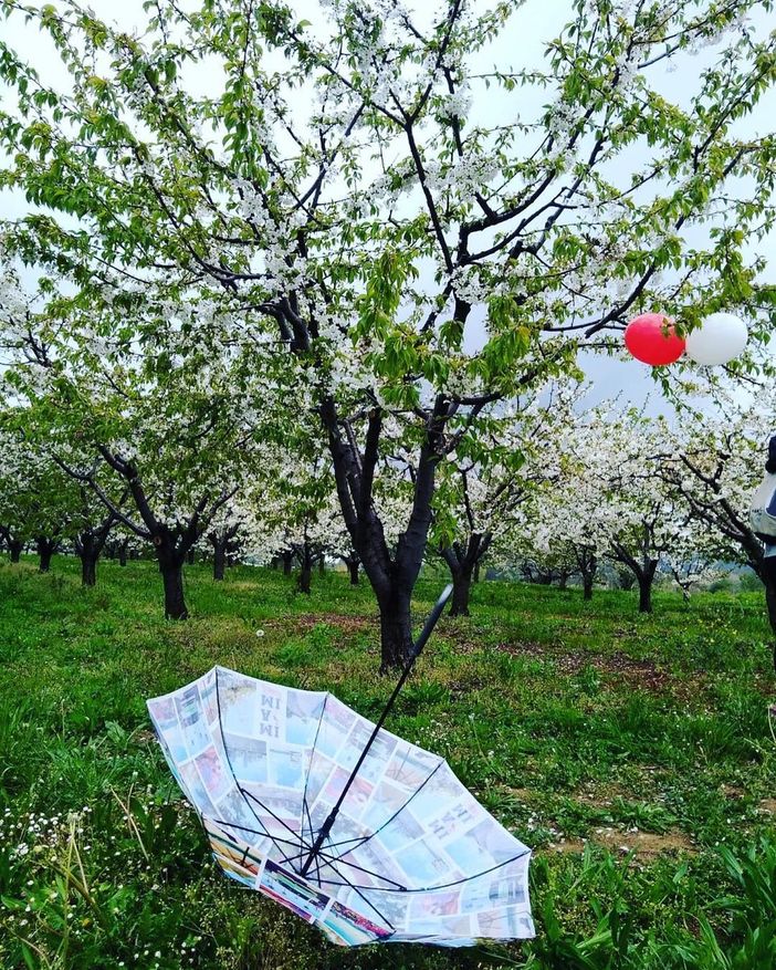 A Pecetto torna la Camminata enogastronomica tra i Ciliegi in Fiore