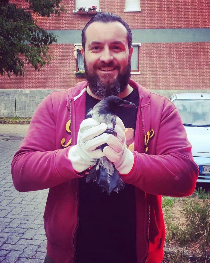 Nichelino, i corvi che attaccavano i passanti difendevano il piccolo caduto dal suo nido Nichelino, i corvi che attaccavano i passanti difendevano il piccolo caduto dal suo nido