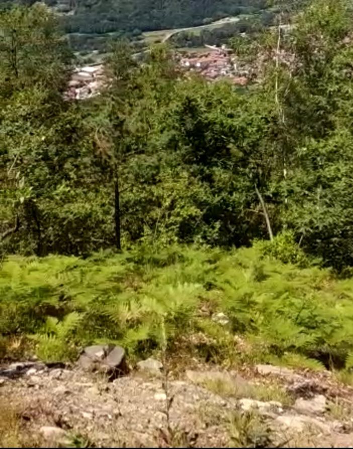 La zona di borgata Miandassa in cui sono state tagliate le piante La zona di borgata Miandassa in cui sono state tagliate le piante