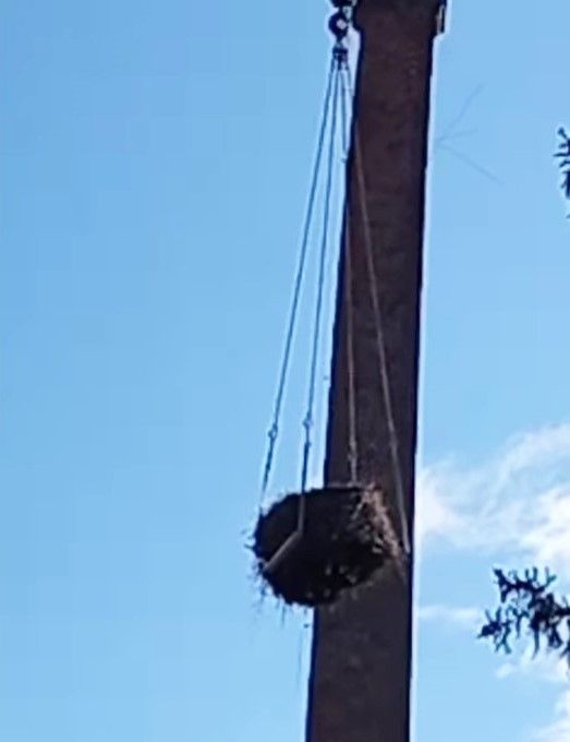 La rimozione del nido di Pina e Raul La rimozione del nido di Pina e Raul