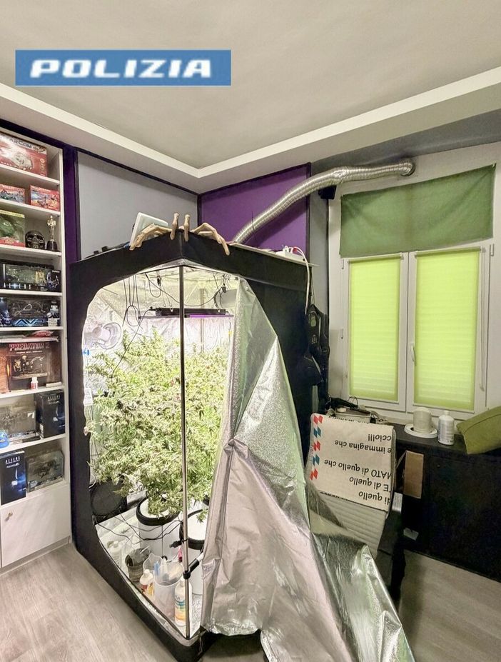 La serra di marijuana scoperta dalla Polizia