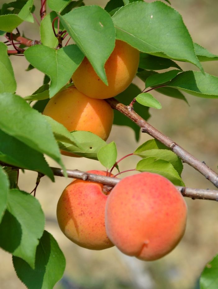 La 1^ Sagra dell’Albicocca Tonda di Costigliole Saluzzo (CN) si svolgerà sabato 9 e domenica 10 luglio La 1^ Sagra dell’Albicocca Tonda di Costigliole Saluzzo (CN) si svolgerà sabato 9 e domenica 10 luglio