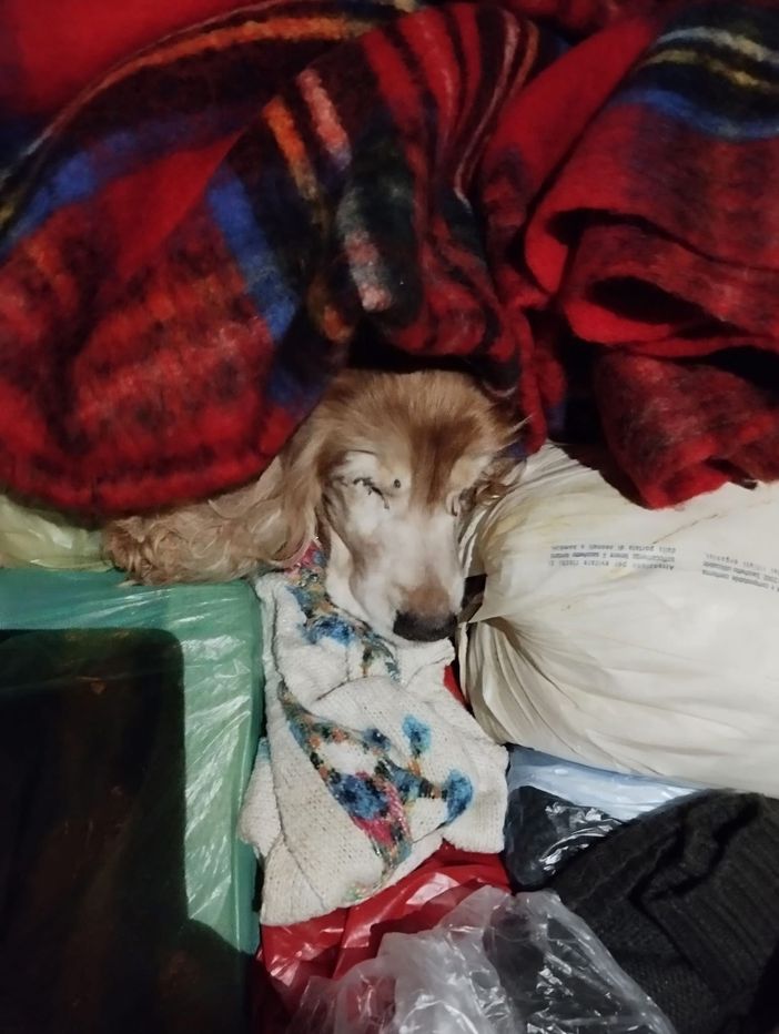 Vergogna senza limiti a Torino, un Cocker abbandonato nel cassonetto dei rifiuti