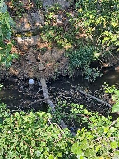 Villastellone: l'intervento sugli alberi non è stato effettuato da Città metropolitana di Torino