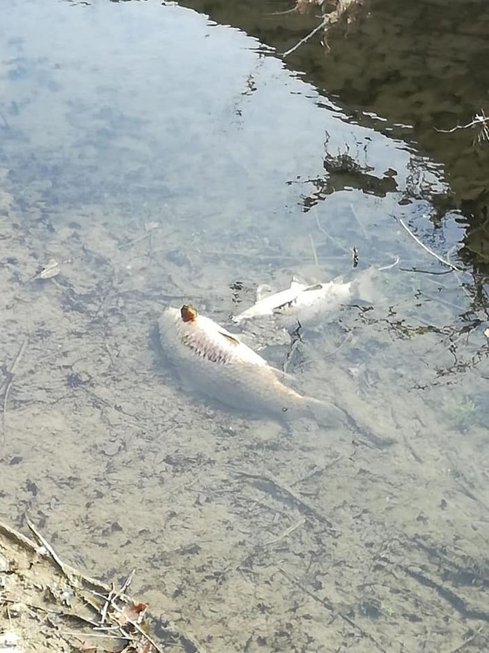 Alcuni dei pesci morti della roggia
