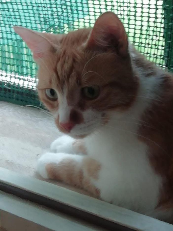 Uno dei gatti della colonia Uno dei gatti della colonia
