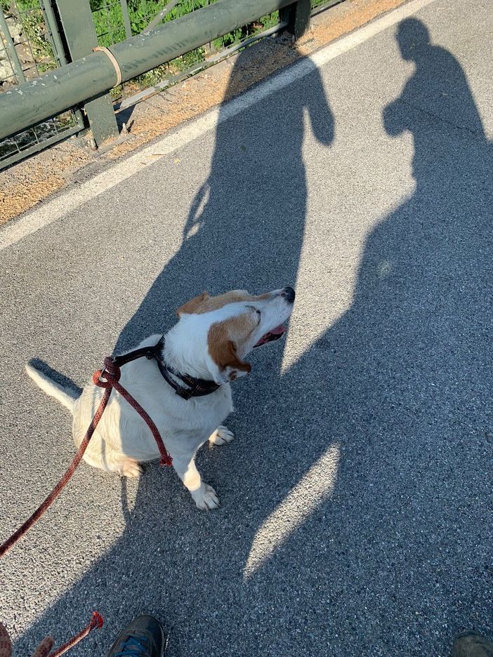 Un cane scivola nel Po, recuperato dai Vigili del fuoco