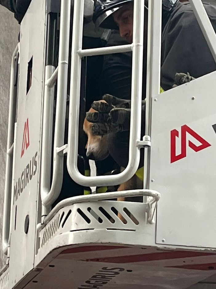 Cane soccorso a Carmagnola: era stato lasciato da solo sul balcone [FOTO]