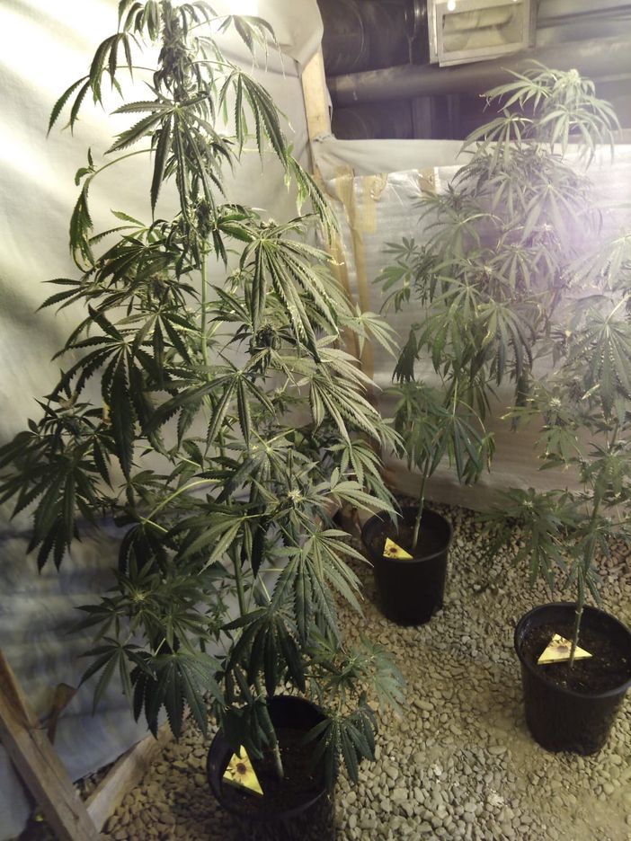 La marijuana ritrovata nel Palaghiaccio di Pinerolo La marijuana ritrovata nel Palaghiaccio di Pinerolo