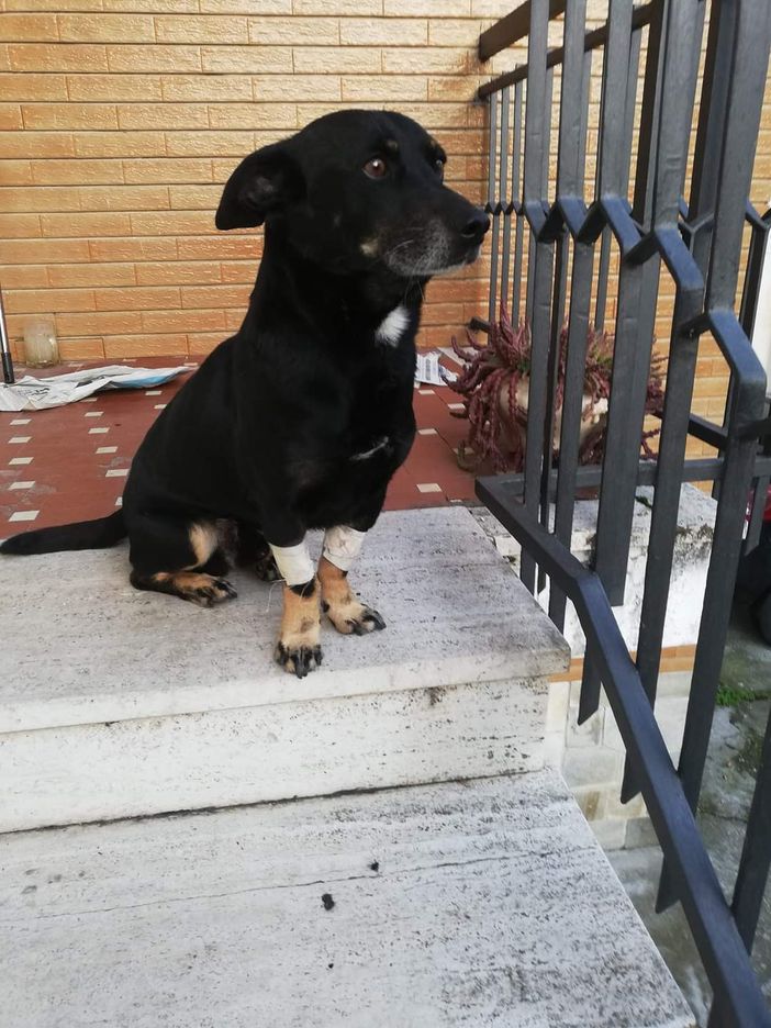 Diablo ce l’ha fatta ed è tornato a casa a Villafranca Piemonte