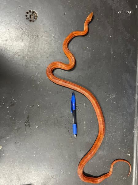 Il serpente del grano ritrovato a Torino