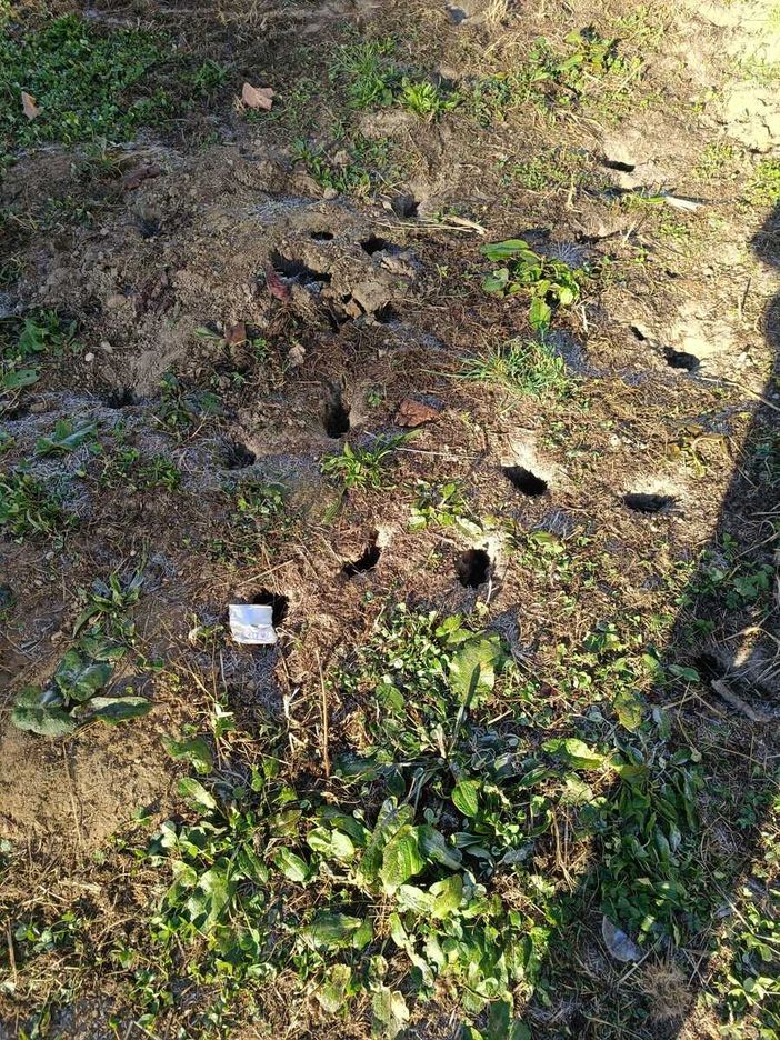 Il cortile invaso dalle tane e dai topi