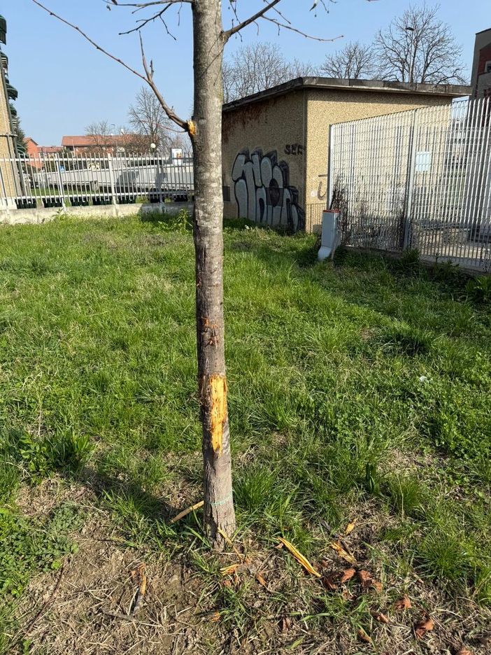 I giardini in cui si è verificata l'aggressione