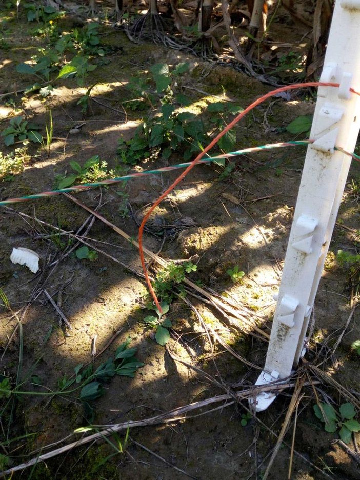 Coldiretti Torino denuncia atti vandalici e furti contro le recinzioni elettrificate anti-cinghiali Coldiretti Torino denuncia atti vandalici e furti contro le recinzioni elettrificate anti-cinghiali