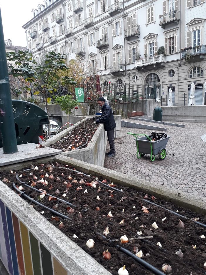 tulipani in piazza emanuele filiberto tulipani in piazza emanuele filiberto