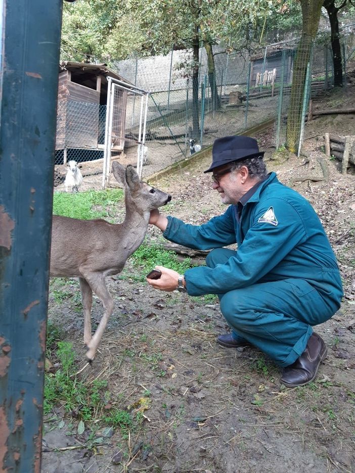 La femmina di capriolo che si aggirava nei boschi di Giaveno vivrà nell'oasi di San Sebastiano