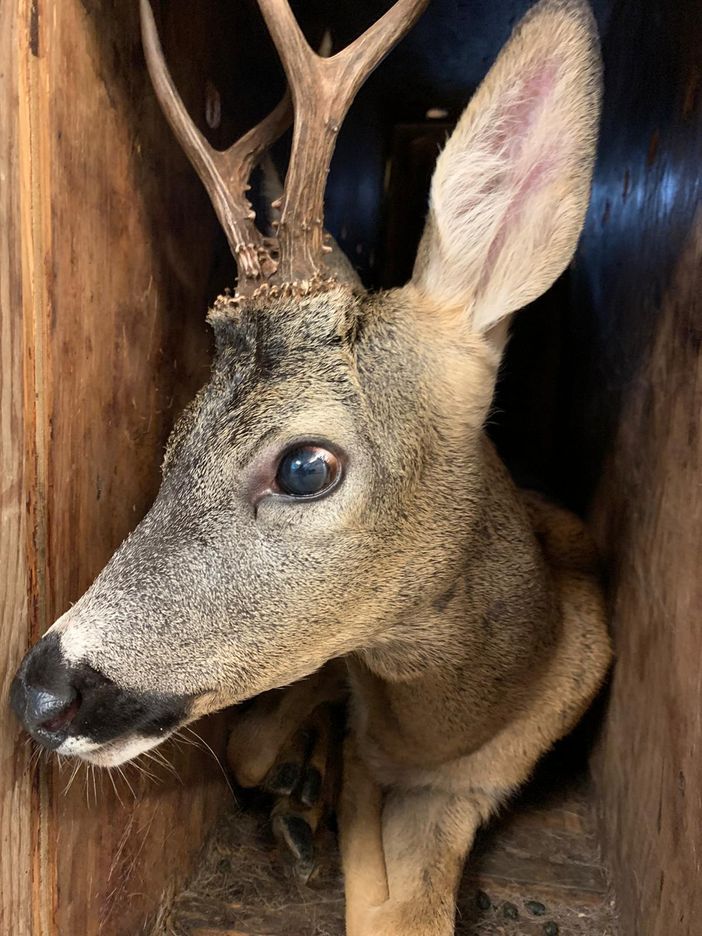 Un capriolo recuperato da un canale a Rivarolo Canavese Un capriolo recuperato da un canale a Rivarolo Canavese