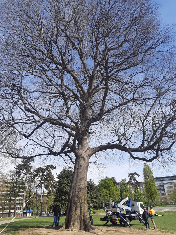 controlli alberi valentino controlli alberi valentino