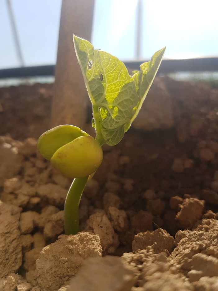 Ripartire dal suolo: le linee guida di Fondazione Agrion Ripartire dal suolo: le linee guida di Fondazione Agrion