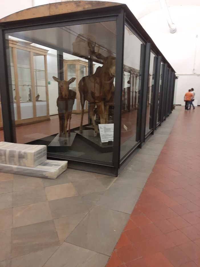 Nella primavera del 2020 riaprirà a Torino il Museo di Scienze Naturali