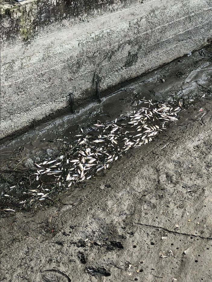 Virle Piemonte: un guasto all’origine della strage di pesci