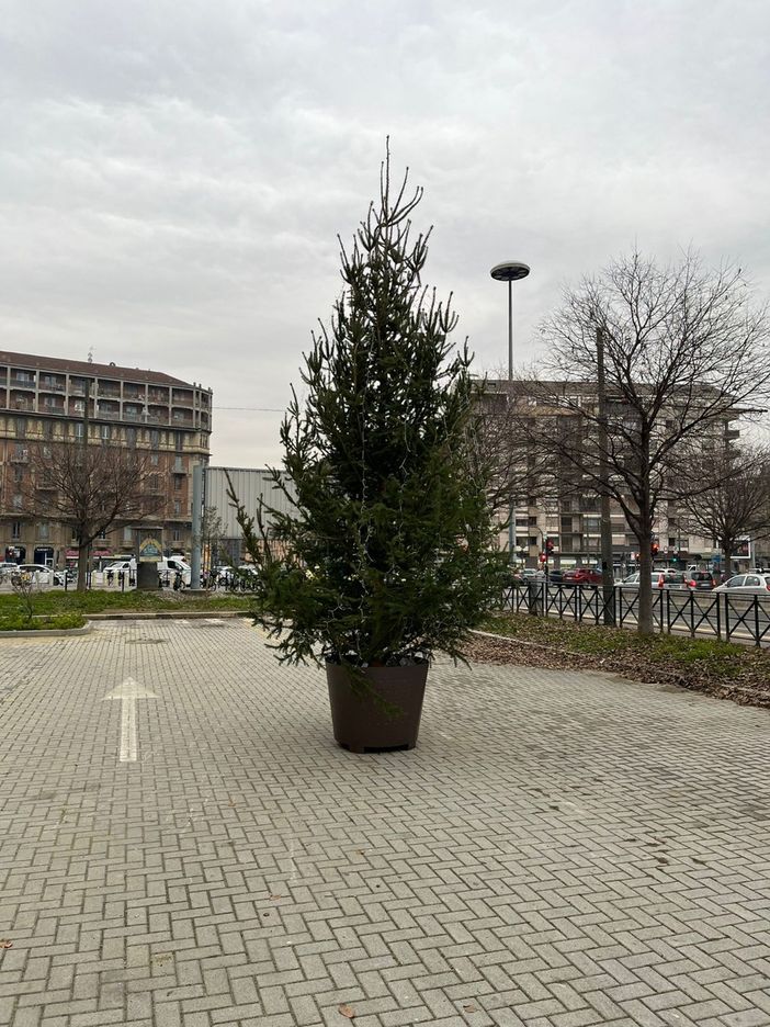 Addio "BassOtto": sostituito l'albero di Natale in piazza Carducci Addio "BassOtto": sostituito l'albero di Natale in piazza Carducci