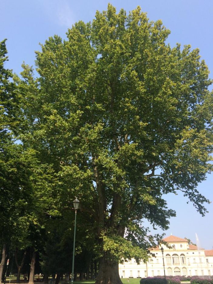 Torino e i suoi alberi: antidoto all'emergenza ambientale e custodi del passato Torino e i suoi alberi: antidoto all'emergenza ambientale e custodi del passato