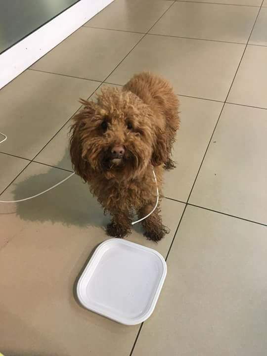 Barboncino trovato al Carrefour di corso Monte Cucco