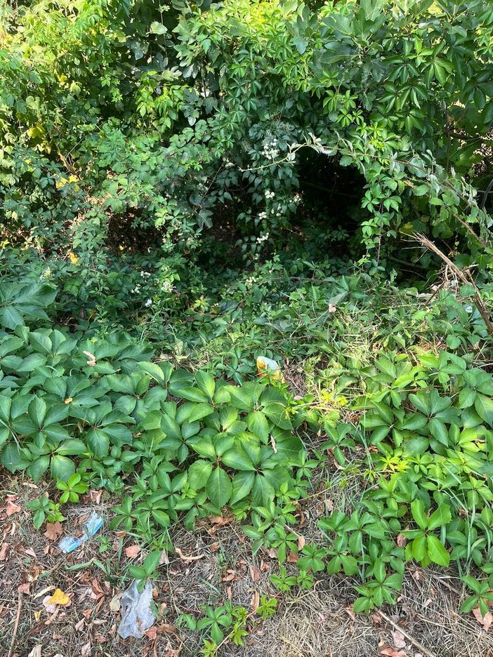 Anziano cade tra i rovi in corso Regio Parco, Iannò: &quot;Vegetazione ha ormai colonizzato i marciapiedi&quot;