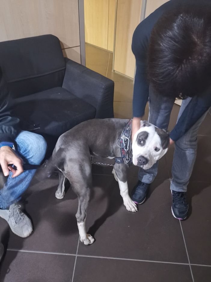 Frediani (M4O): &quot;Bocciatato emendamento che vieta l'suo delle catene per contenere cani e animali d'affezione&quot;