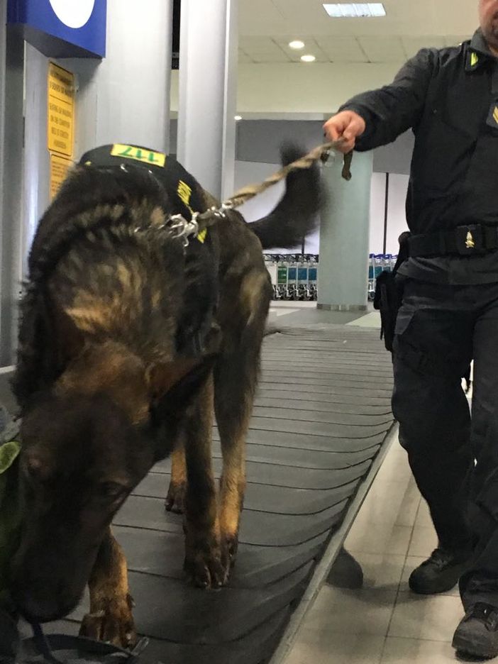 Fermato a Caselle con foglie di cocaina nel trolley: sessantenne nei guai Fermato a Caselle con foglie di cocaina nel trolley: sessantenne nei guai