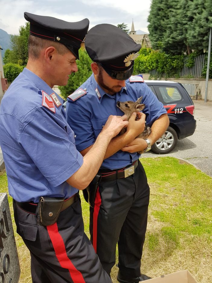 Tavagnasco, cucciolo di capriolo salvato dai Carabinieri