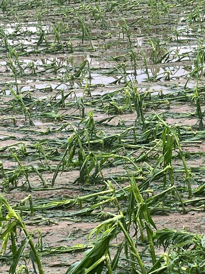 Grandine e maltempo sul Canavese, la rabbia di Coldiretti: "Danni enormi"