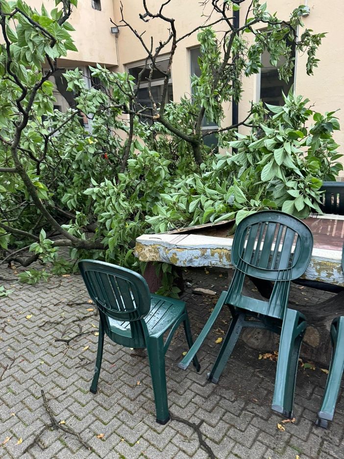 maltempo danni e alberi caduti