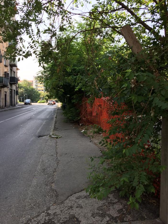 Paracchi, la fermata del bus sembra una foresta Paracchi, la fermata del bus sembra una foresta