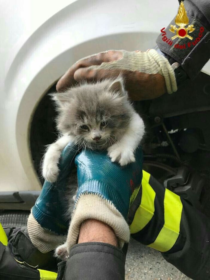 Immagine d'archivio del salvataggio di un gattino