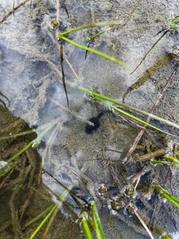 L'anfibio era stato sterminato dai salmerini di fonte, introdotti dagli anni '60 L'anfibio era stato sterminato dai salmerini di fonte, introdotti dagli anni '60