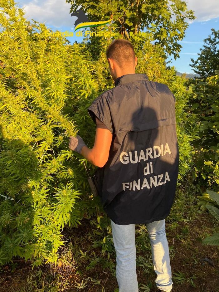 Coltivazione di Marijuana e uomini della Finanza Coltivazione di Marijuana e uomini della Finanza