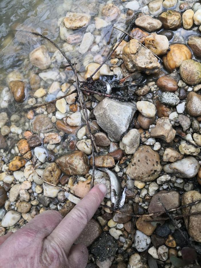 Inquinato il Rioverde di Poirino