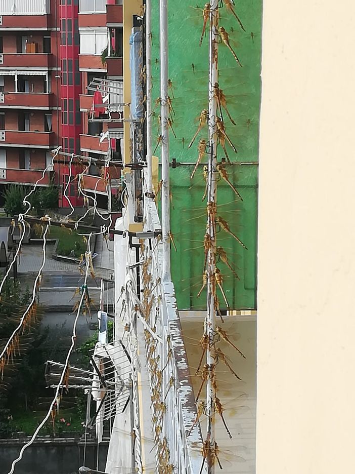 A Borgo San Paolo è di nuovo invasione di libellule: le segnalazioni rimbalzano sui social [FOTO]