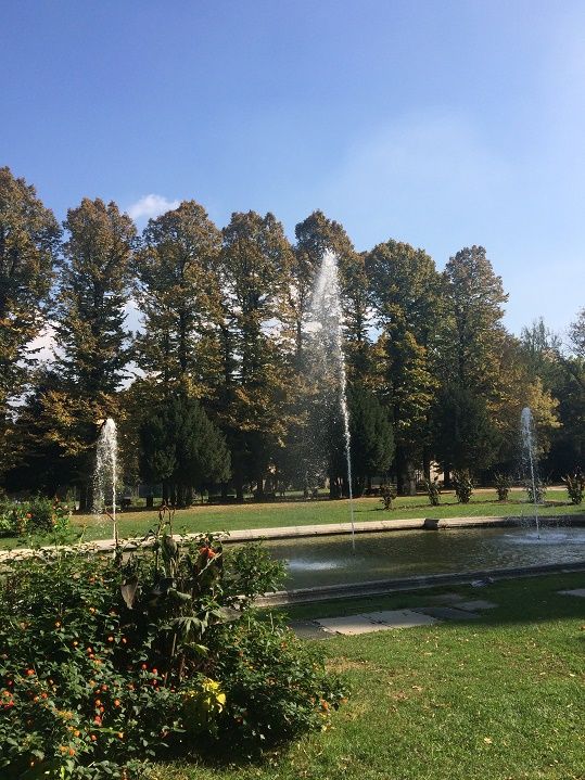 Inquinamento in Torino e provincia: piante mangia smog contro CO2 e polveri sottili possono essere un aiuto vero?