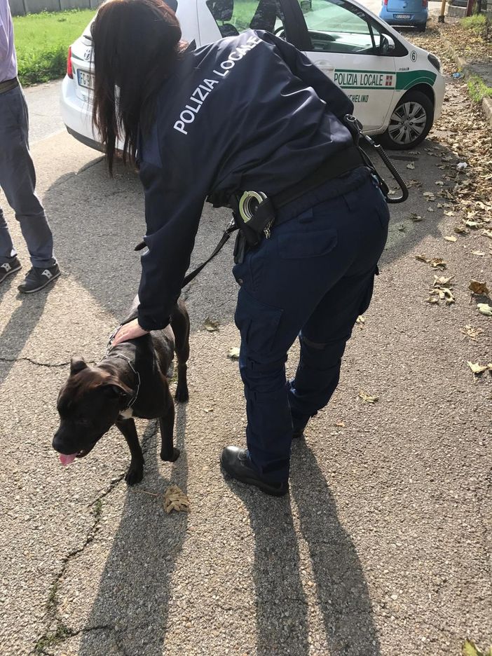 Pitbull smarrito nella zona industriale di Nichelino ritrovato dalla Polizia locale Pitbull smarrito nella zona industriale di Nichelino ritrovato dalla Polizia locale