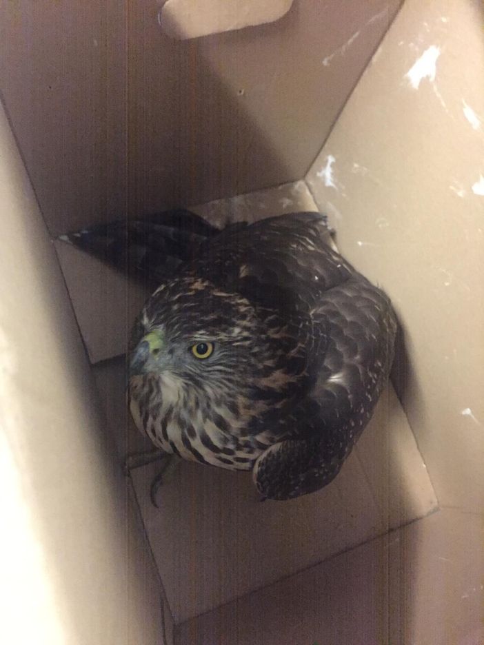 A Nichelino i vigili urbani salvano una poiana che stava male A Nichelino i vigili urbani salvano una poiana che stava male