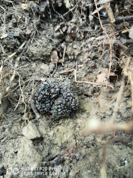 La cultura del tartufo, uno sguardo in cucina La cultura del tartufo, uno sguardo in cucina