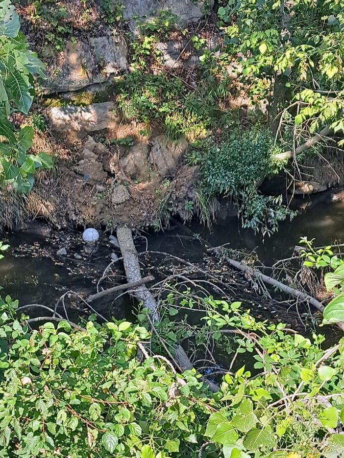 Tronchi abbandonati nel Rio Stellone, Davide Nicco: “Accertare i responsabili, ora si intervenga senza polemiche”