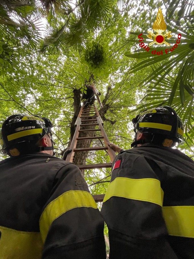 Gattino sale su un albero a dieci metri d'altezza: messo in salvo dai pompieri Gattino sale su un albero a dieci metri d'altezza: messo in salvo dai pompieri