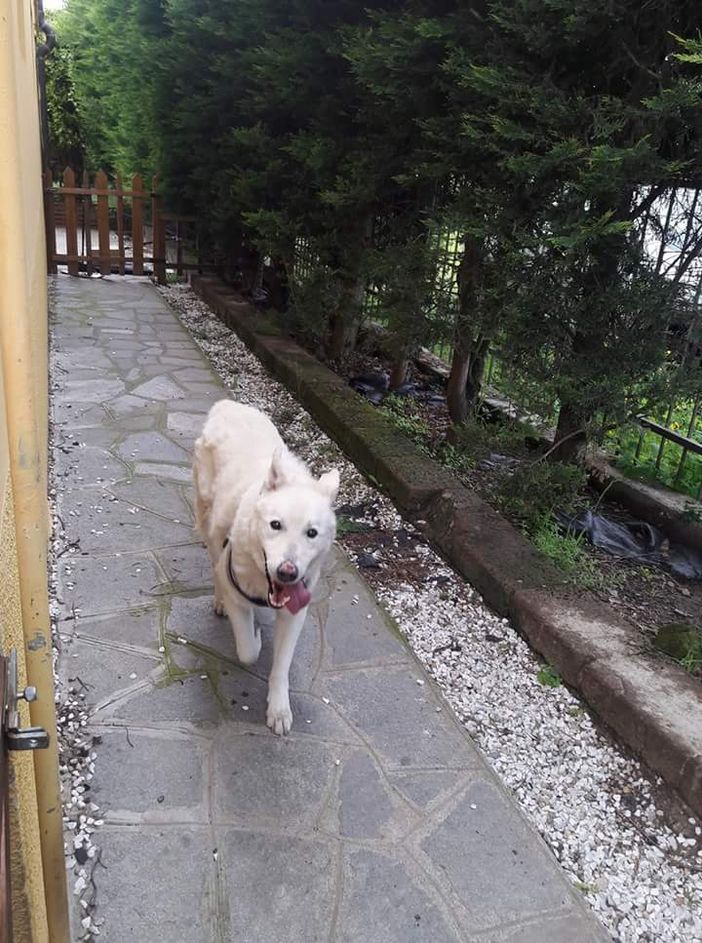 Neve alla ricerca di una nuova famiglia